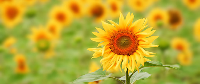 booking_tips_1_south_france_holiday_villas