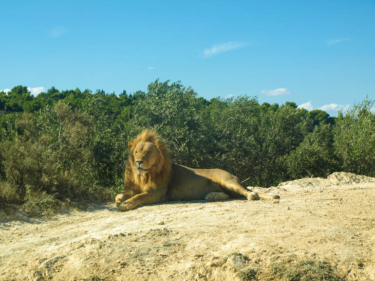 Lion at Sigean African Safari Park