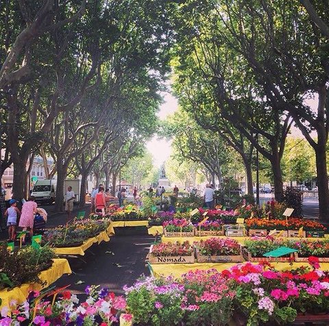 beziers_flower_market_1_south_france_holiday_villas