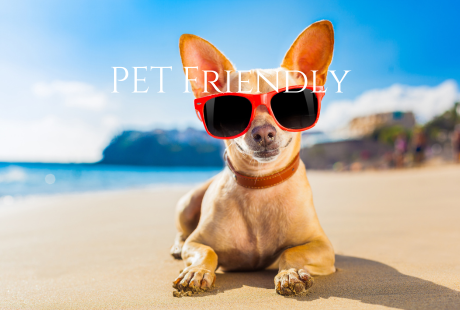 Pet friendly holiday lets in the South of France